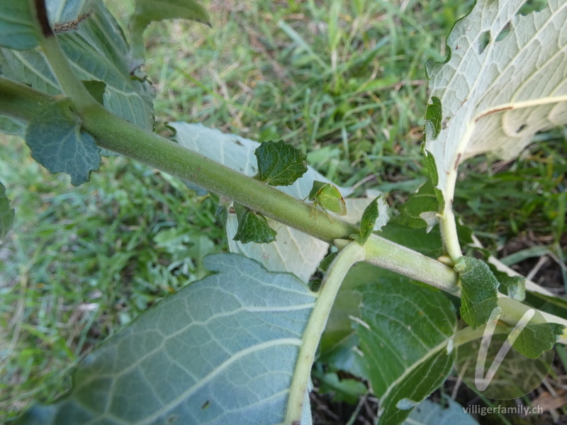 Büffelzikade: Übersicht